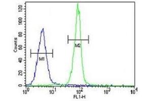 Caspase-3 antibody flow cytometric analysis of MDA-MB435 cells (right histogram) compared to a negative control cell (left histogram). (Caspase 3 antibody  (AA 219-248))
