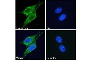 (ABIN190816) Immunofluorescence analysis of paraformaldehyde fixed NIH3T3 cells, permeabilized with 0.