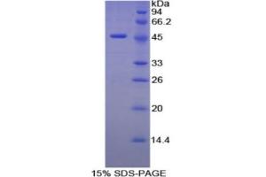 SDS-PAGE analysis of Mouse Elastin Protein.