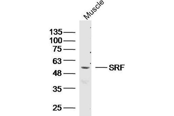 SRF antibody  (AA 101-250)