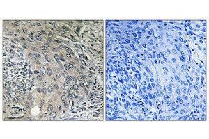 Immunohistochemistry (IHC) image for anti-Coatomer Protein Complex, Subunit zeta 1 (COPZ1) (N-Term) antibody (ABIN1851138) (COPZ1 antibody  (N-Term))