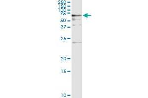 Immunoprecipitation of BAIAP2 transfected lysate using anti-BAIAP2 monoclonal antibody and Protein A Magnetic Bead , and immunoblotted with BAIAP2 MaxPab rabbit polyclonal antibody. (BAIAP2 antibody  (AA 1-512))