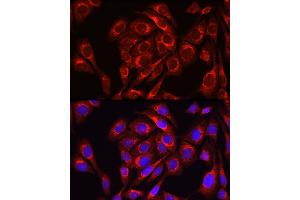 Immunofluorescence analysis of U2OS cells using Mitofusin-1/MFN1 Rabbit pAb (ABIN6128299, ABIN6143797, ABIN6143798 and ABIN6225221) at dilution of 1:100 (40x lens). (MFN1 antibody  (AA 622-741))