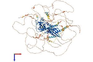 SCL/TAL1 Interrupting Locus (STIL) (AA 1-1287) protein (His tag)