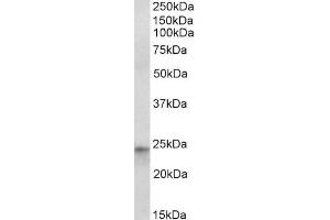 ABIN1781859 (1µg/ml) staining of HepG2 nuclear lysate (35µg protein in RIPA buffer). (HES4 antibody  (Internal Region))