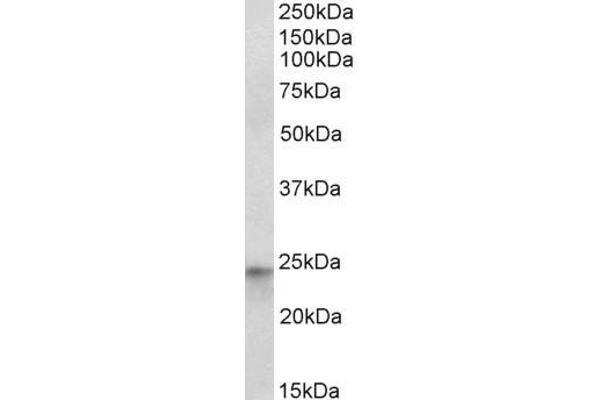 HES4 antibody  (Internal Region)
