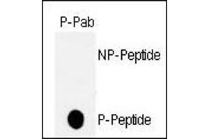 Dot blot analysis of anti-hp53-T18 Phospho-specific Pab (ABIN389626 and ABIN2839626) on nitrocellulose membrane.