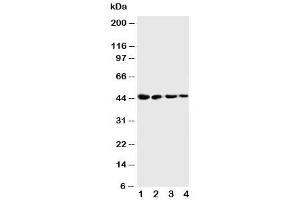 Western blot testing of Cystathionase antibody and Lane 1:  SMMC-7721
