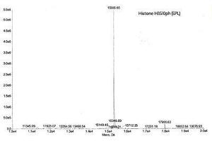 Mass Spectrometry (MS) image for Histone 3 (H3) (pSer10) protein (ABIN2669560) (Histone 3 Protein (H3) (pSer10))