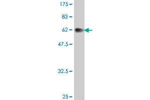 Western Blot detection against Immunogen (65. (SFTPD antibody  (AA 21-375))