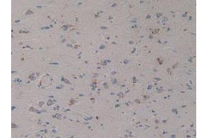 IHC-P analysis of Human Brain Tissue, with DAB staining. (Prosaposin antibody  (AA 17-524))
