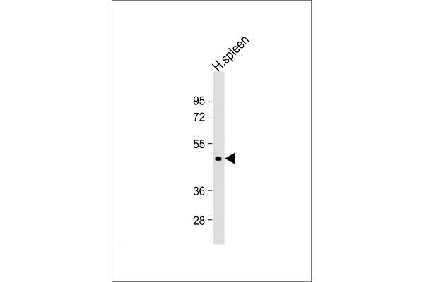 DPEP2 抗体  (AA 138-171)
