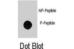 Dot blot analysis of TEK (phospho Y1113) polyclonal antibody  on nitrocellulose membrane.