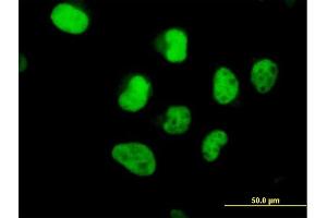 Immunofluorescence of  purified  MaxPab antibody to POLA2 on HeLa cell. (POLA2 antibody  (AA 1-598))