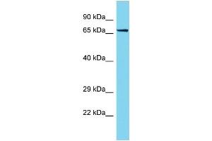 Host: Rabbit Target Name: PTGES3L-AARSD1 Sample Type: Jurkat Whole Cell lysates Antibody Dilution: 1. (PTGES3L-AARSD1 antibody  (N-Term))