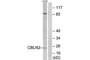 Western blot analysis of extracts from COS cells, using CBLN2 Antibody.