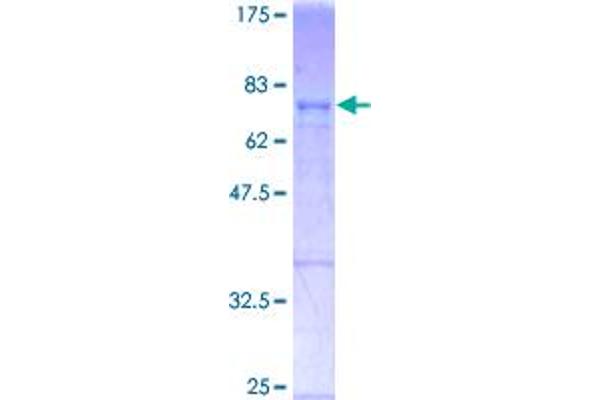 c-FOS Protein (AA 1-380) (GST tag)