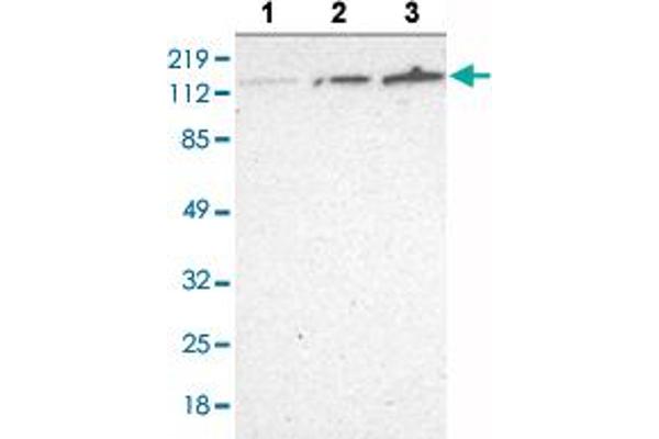 WDHD1 抗体  (AA 231-345)