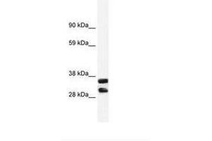 Image no. 1 for anti-Annexin A13 (ANXA13) (AA 40-89) antibody (ABIN203074) (Annexin A13 antibody  (AA 40-89))