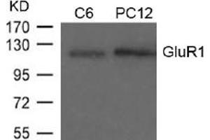 Image no. 1 for anti-Glutamate Receptor 1 (GLUR1) (AA 847-851) antibody (ABIN197512) (Glutamate Receptor 1 antibody  (AA 847-851))