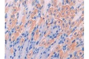 Detection of IAP in Mouse Stomach Tissue using Polyclonal Antibody to Integrin Associated Protein (IAP) (CD47 antibody  (AA 18-219))