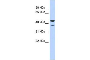 WB Suggested Anti-NSUN4 Antibody Titration:  0. (NSUN4 antibody  (N-Term))