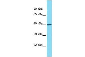 Host: Rabbit Target Name: OR6C1 Sample Type: 293T Whole Cell lysates Antibody Dilution: 1.