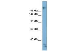 Exophilin 5 antibody  (AA 1907-1956)