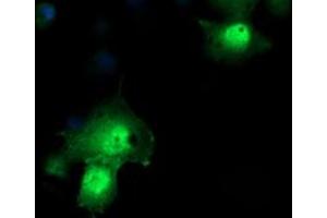 Image no. 1 for anti-Peptidylprolyl Isomerase (Cyclophilin)-Like 3 (PPIL3) antibody (ABIN1500365) (PPIL3 antibody)