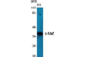 Western Blot (WB) analysis of specific cells using c-Maf Polyclonal Antibody. (MAF antibody  (C-Term))