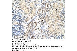 Rabbit Anti-TMED4 Antibody  Paraffin Embedded Tissue: Human Kidney Cellular Data: Epithelial cells of renal tubule Antibody Concentration: 4. (TMED4 antibody  (N-Term))