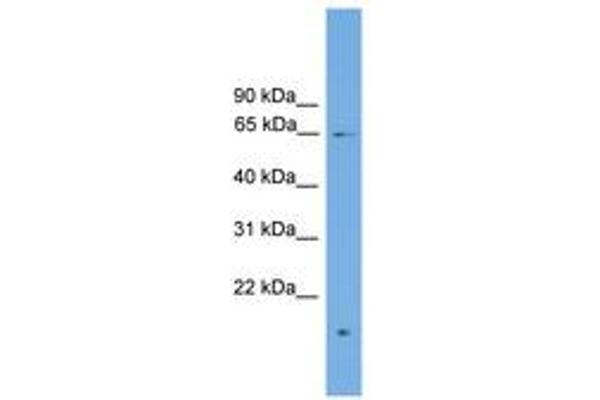 ZNF320 antibody  (AA 107-156)