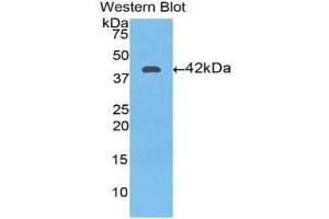 Western Blotting (WB) image for anti-Transferrin (TF) (AA 361-683) antibody (ABIN1860870) (Transferrin antibody  (AA 361-683))
