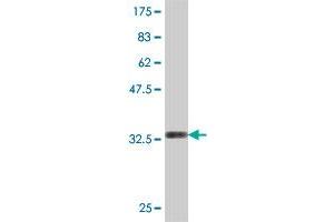 Western Blot detection against Immunogen (33. (SMARCE1 antibody  (AA 75-142))