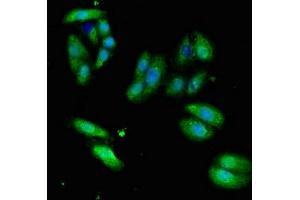 Immunofluorescent analysis of HepG2 cells using ABIN7171179 at dilution of 1:100 and Alexa Fluor 488-congugated AffiniPure Goat Anti-Rabbit IgG(H+L) (ERVW-1 antibody  (AA 21-443))