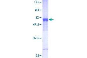 Prohibitin Protein (PHB) (AA 1-272) (GST tag)