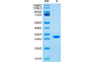 Adipsin Protein (AA 26-253) (His tag)