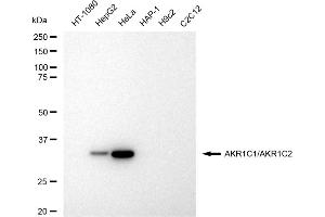 Western blotting analysis using AKR1C1/AKR1C2 antibody (ABIN7797542). (Recombinant AKR1C1, AKR1C2 antibody)