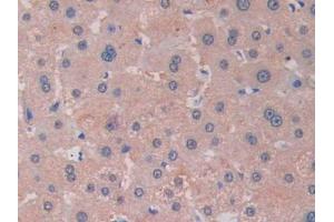 IHC-P analysis of Human Liver Tissue, with DAB staining. (RNASE13 antibody  (AA 20-156))