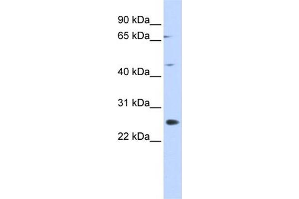 SPATA22 antibody  (N-Term)