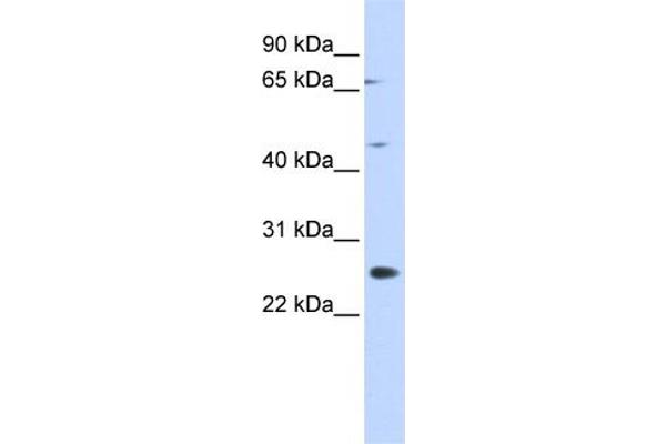 SPATA22 抗体  (N-Term)
