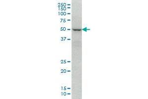 Image no. 1 for anti-Forkhead Box C2 (MFH-1, Mesenchyme Forkhead 1) (FOXC2) (AA 421-502) antibody (ABIN466014) (FOXC2 antibody  (AA 421-502))