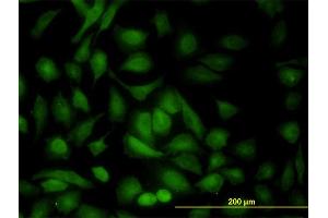 Immunofluorescence (IF) image for anti-Protein Kinase, AMP-Activated, beta 1 Non-Catalytic Subunit (PRKAB1) (AA 1-270) antibody (ABIN562363)