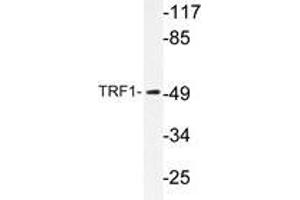 Western blot analysis of TRF1 antibody in extracts from 293 cells. (TRF1 antibody)