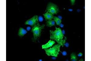 Anti-MGLL mouse monoclonal antibody (ABIN2454695) immunofluorescent staining of COS7 cells transiently transfected by pCMV6-ENTRY MGLL (RC218358). (MGLL antibody)