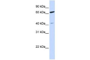 Western Blotting (WB) image for anti-Zinc Finger Protein 334 (ZNF334) antibody (ABIN2460014) (ZNF334 antibody)