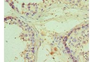 Immunohistochemistry of paraffin-embedded human testis tissue using ABIN7151208 at dilution of 1:100 (RNF8 antibody  (AA 1-260))