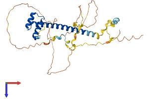 TLX1 Protein (AA 1-332) (His tag)