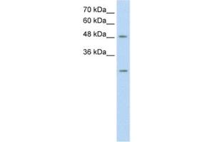 Western Blotting (WB) image for anti-Ankyrin Repeat Domain 2 (Stretch Responsive Muscle) (ANKRD2) antibody (ABIN2462604) (ANKRD2 antibody)