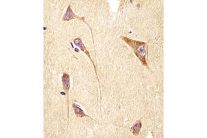 Antibody staining GNG2 in human brain tissue sections by Immunohistochemistry (IHC-P - paraformaldehyde-fixed, paraffin-embedded sections). (GNG2 antibody  (AA 19-52))